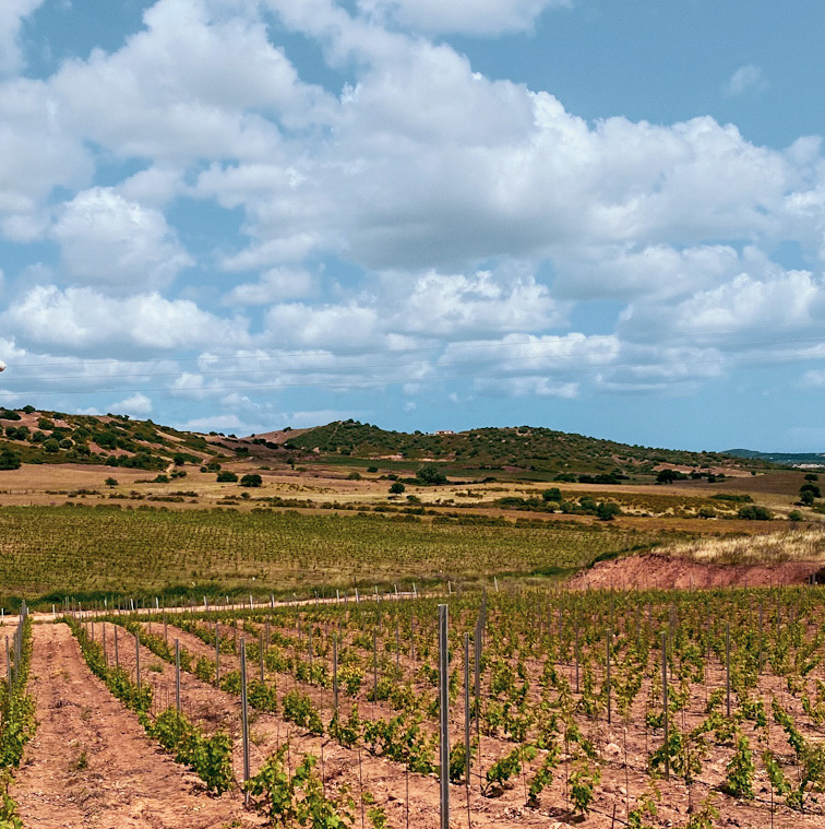 Cantine Animas: i due fratelli che fanno cultura con il Vermentino di Gallura docg