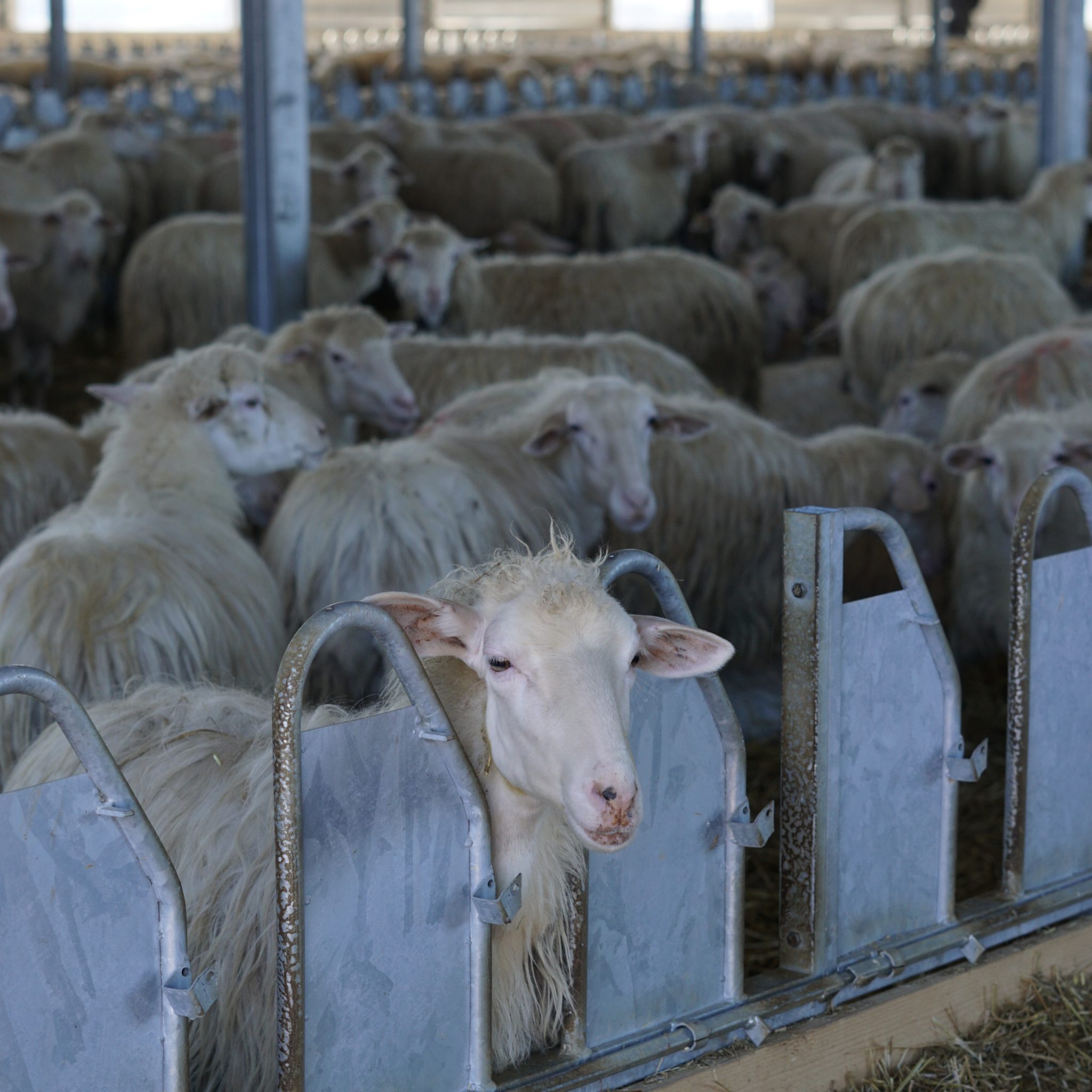 Formaggi Otto Passi: storia di tre giovani sardi e del loro ritorno alla terra