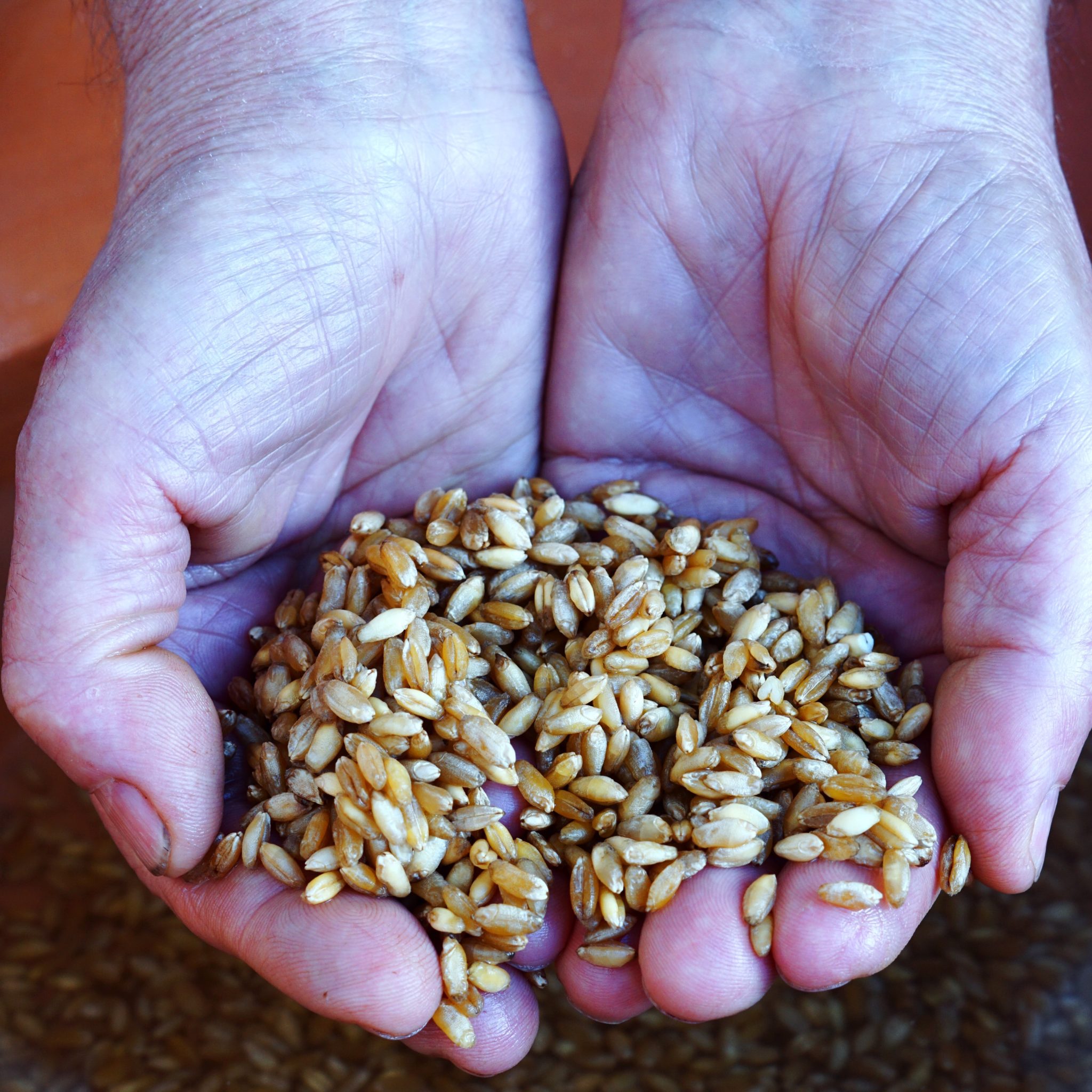 Trigu cotu: capodanno in Sardegna fra tradizione e buon auspicio