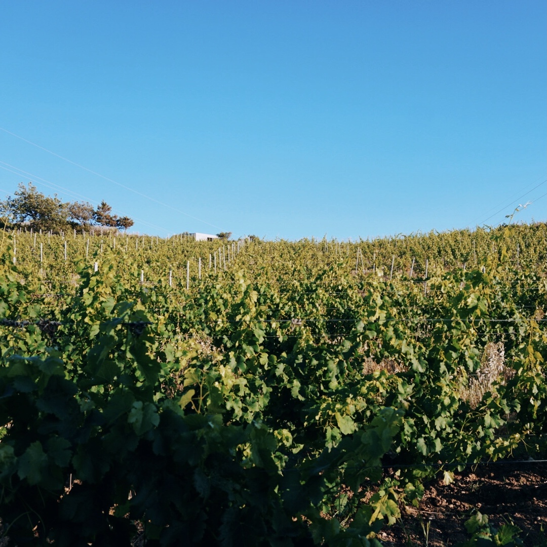 Degustazione in vigna: vivere l’esperienza della Cantina Sorres